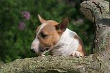 BULL TERRIER MINIATURE 196